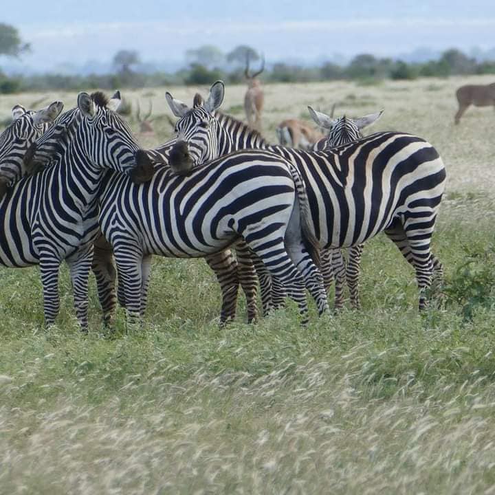 Safaris au Kenya et en Tanzanie