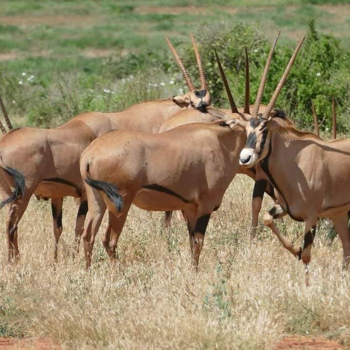 Safaris au Kenya  et en Tanzanie