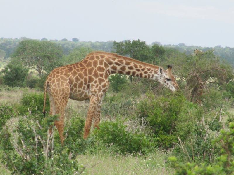 Comment s&rsquo;habiller pour un safari au Kenya et en Tanzanie&nbsp;?