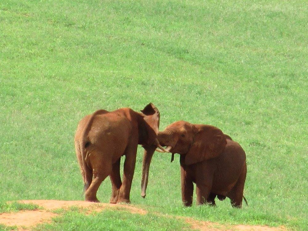 Safaris au Kenya et en Tanzanie