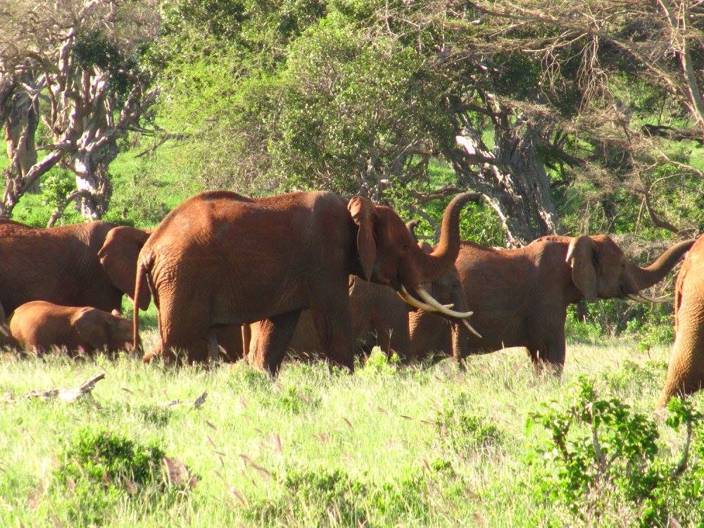 Safaris au Kenya et en Tanzanie