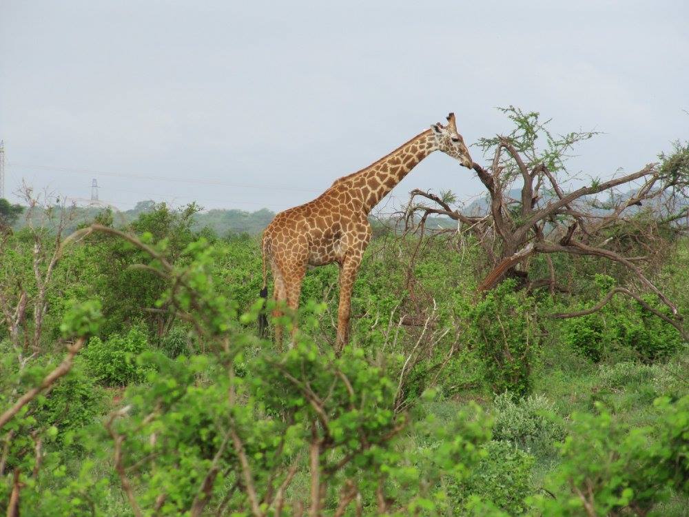 excursions au kenya et en tanzanie