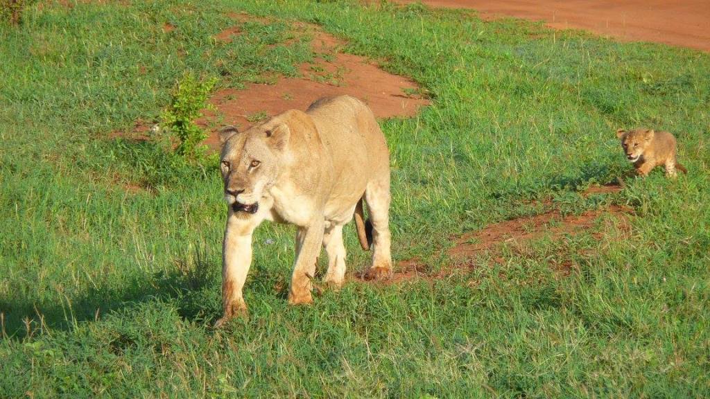 Safaris au Kenya et en Tanzanie