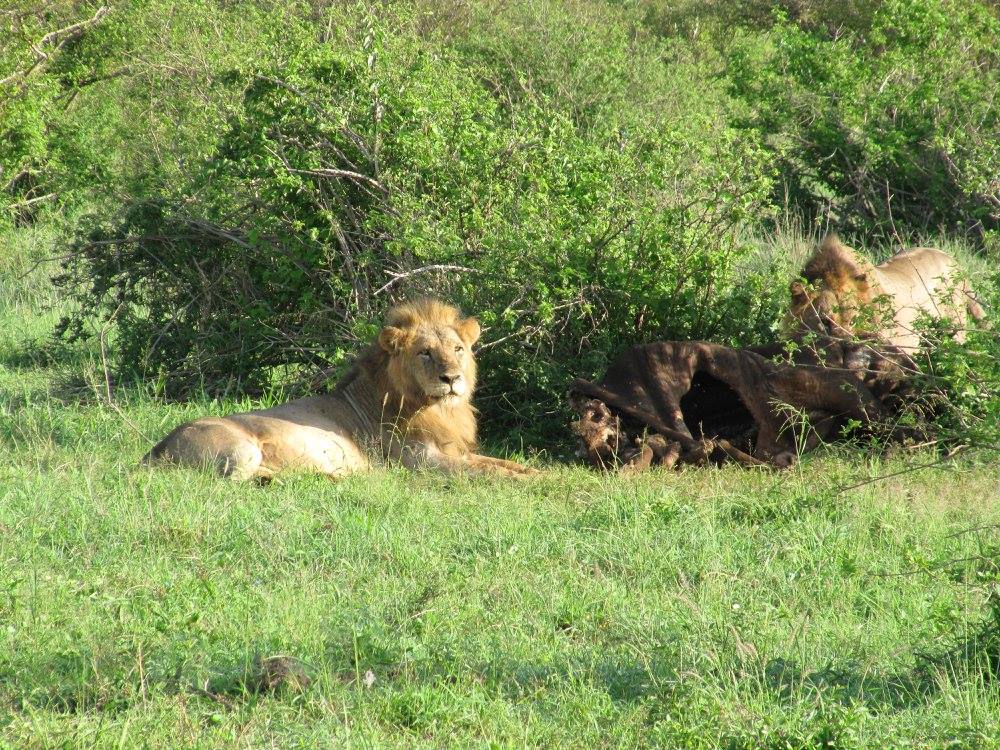 Safaris au Kenya et en Tanzanie