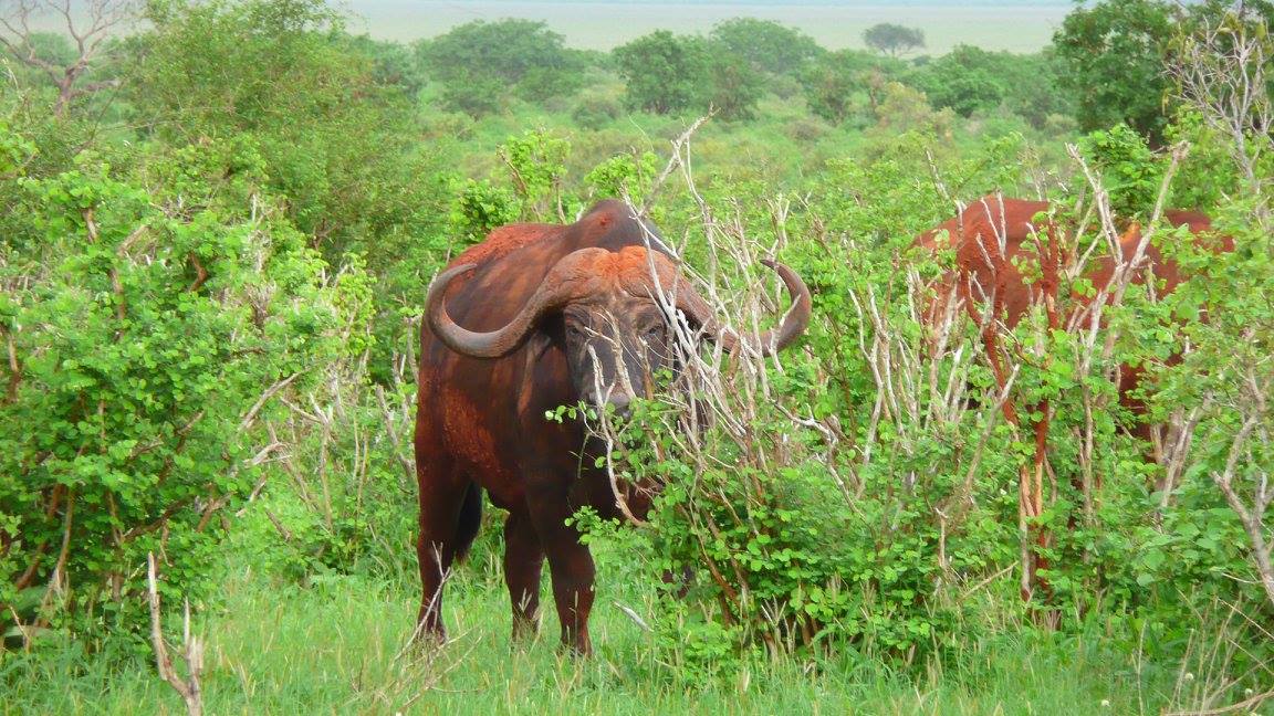 Safaris au Kenya et en Tanzanie