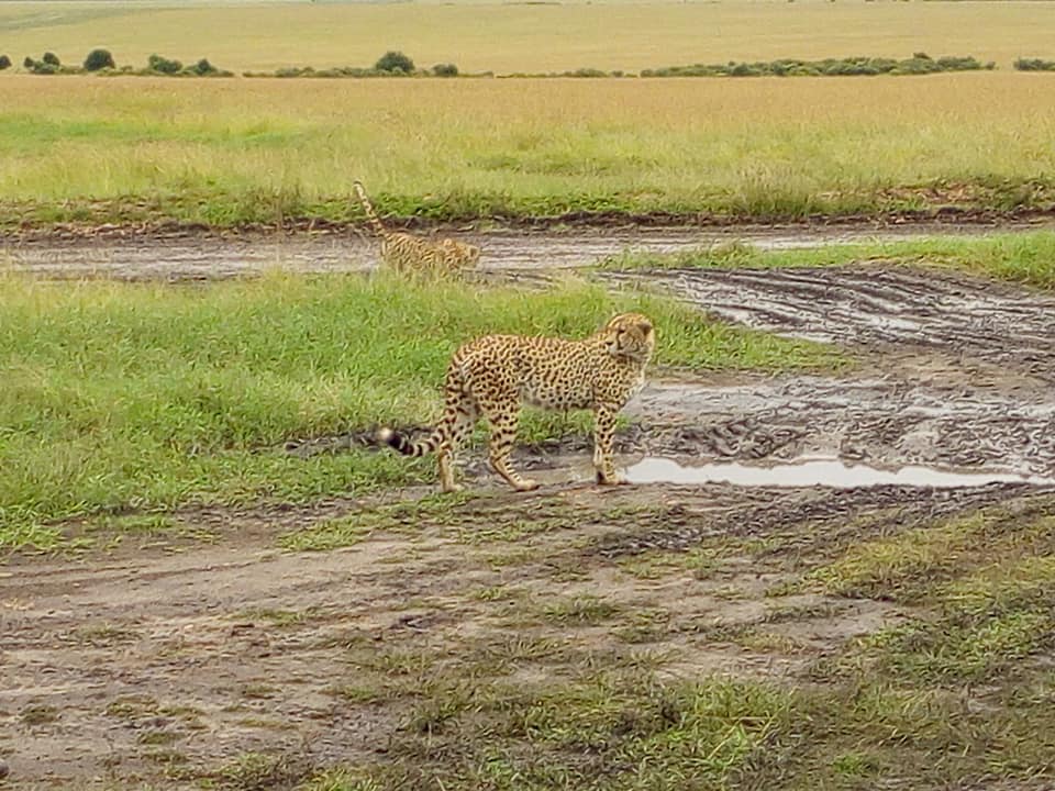 Safaris au Kenya et en Tanzanie