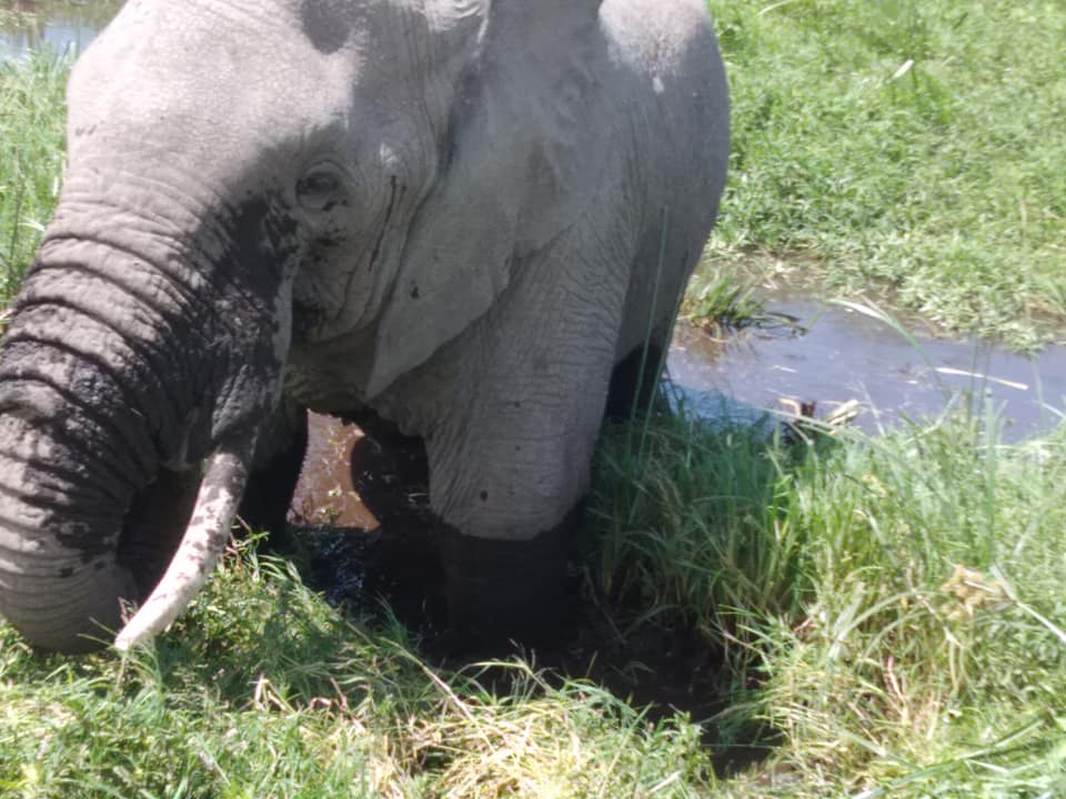 Safaris au Kenya et en Tanzanie