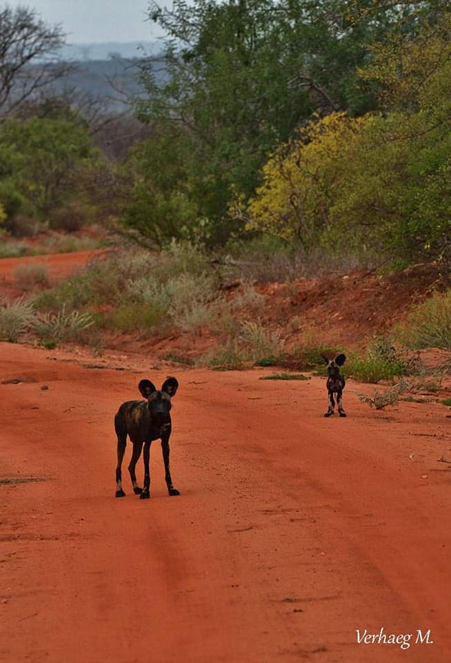 Safaris au Kenya et en Tanzanie