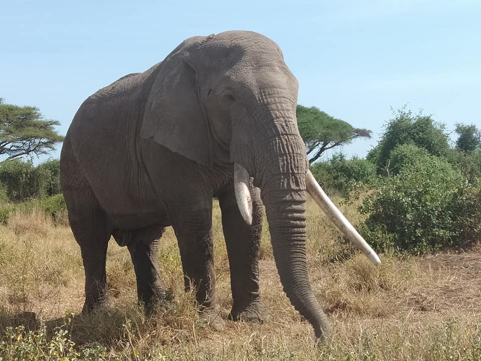 Safaris au Kenya et en Tanzanie