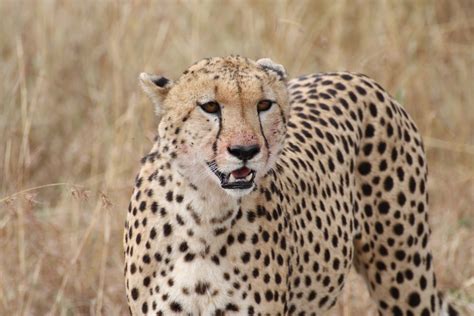 Safaris au départ de Nairobi