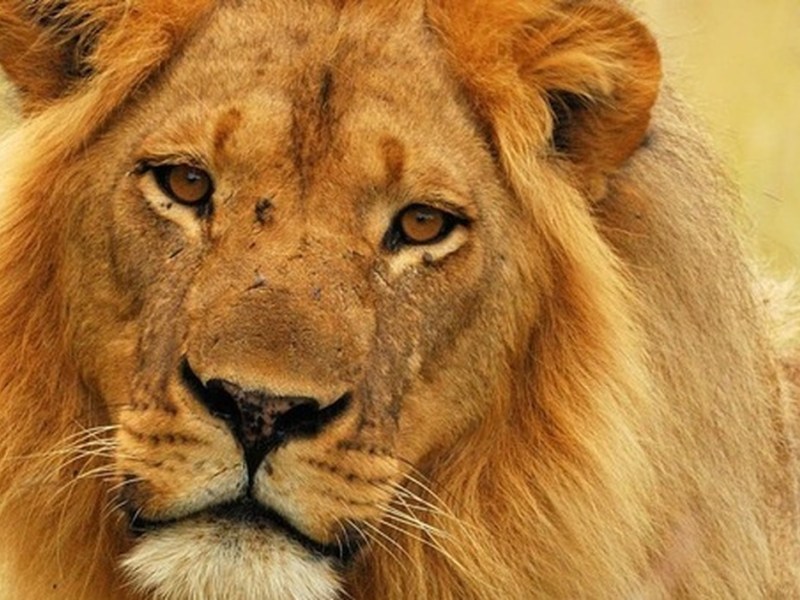 Les cinq animaux à ne pas manquer lors de votre safari au Kenya et en&nbsp;Tanzanie