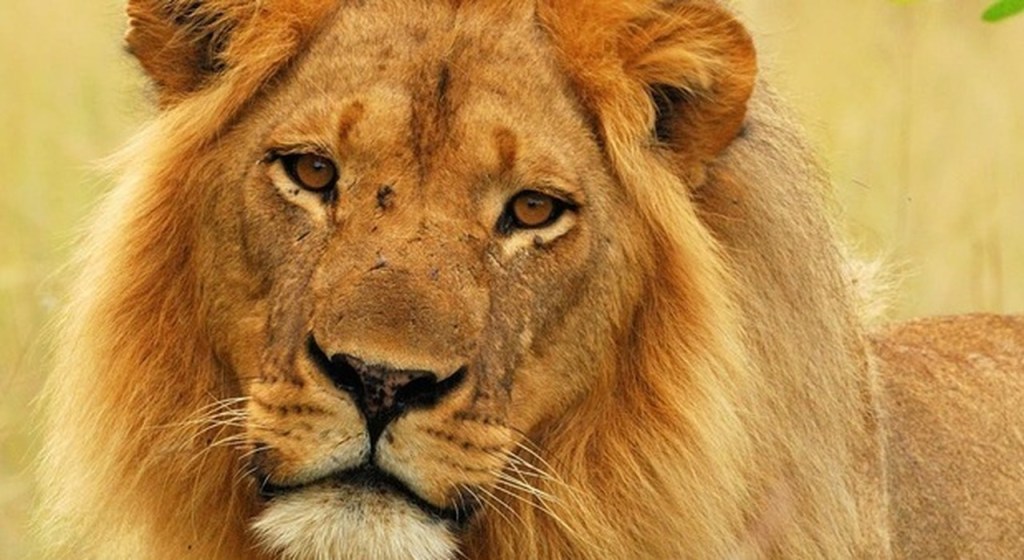 Les cinq animaux à ne pas manquer lors de votre safari au Kenya et en&nbsp;Tanzanie