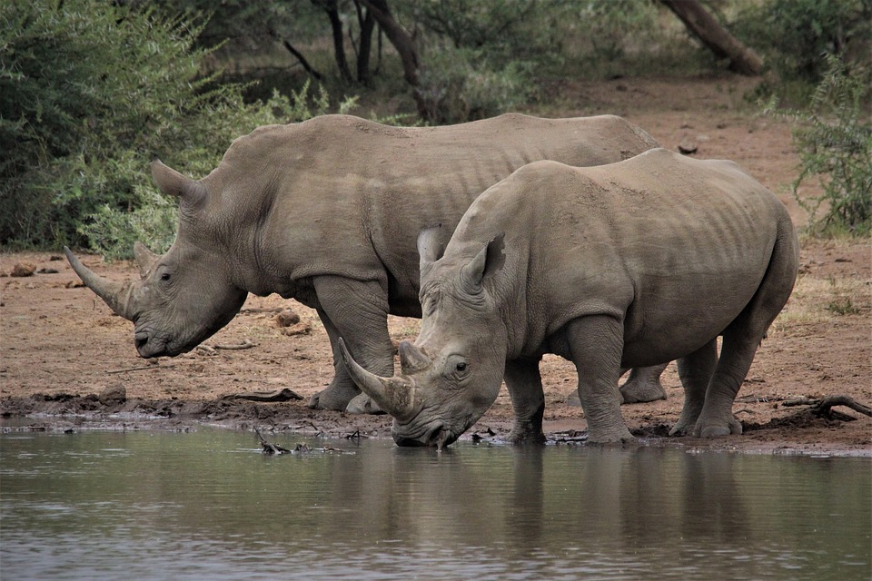 Safaris au Kenya