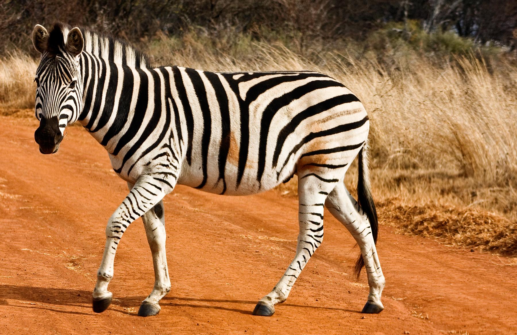 Safaris au départ de Nairobi