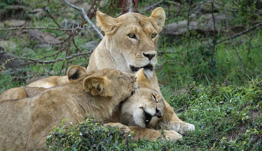 Safaris au départ de Nairobi